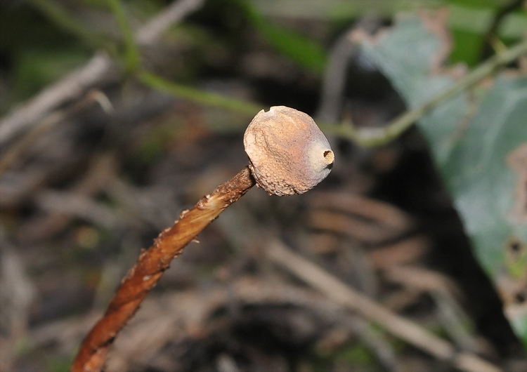 I quiz continuano....!!! - Tulostoma squamosus